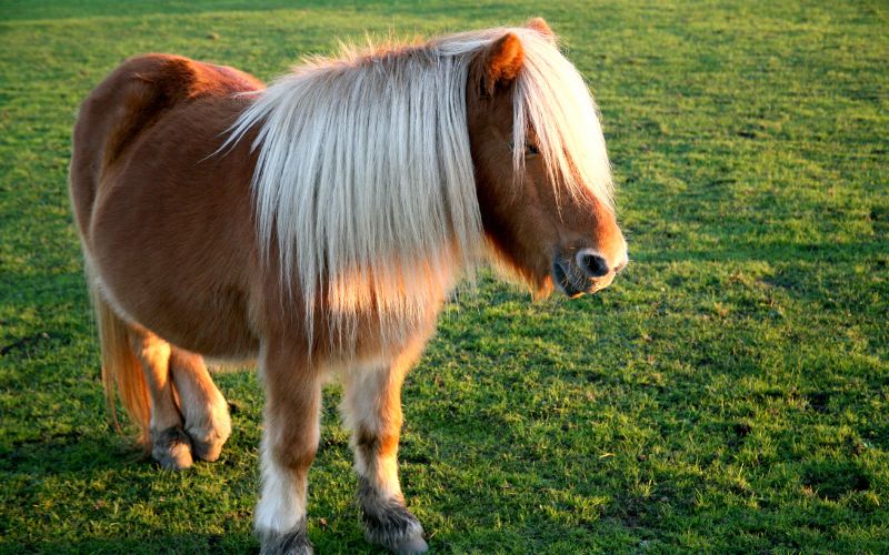 Activité enfants poney avec Maurice Accueil